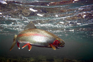 Rainbow Trout